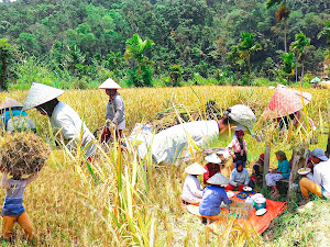 Tradisi Unik Cara Panen Padi di Nagari Sungai Abu Kabupaten Solok